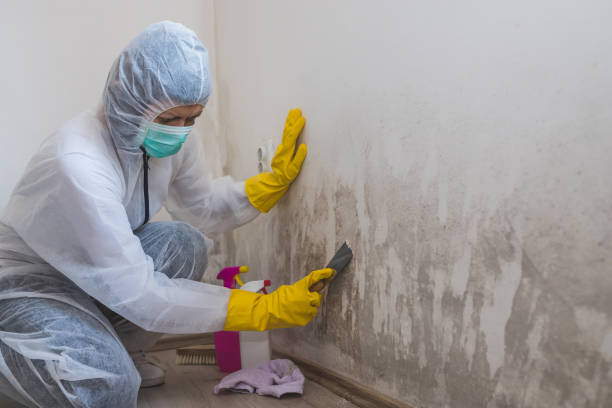 Crawl Space Mold Removal in West Mifflin, PA