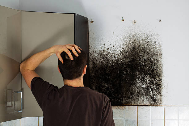 Best Attic Mold Removal  in West Mifflin, PA